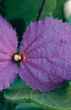 Click here to view product