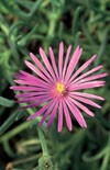 Click here to view product