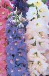 Click here to view product