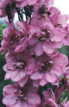 Click here to view product