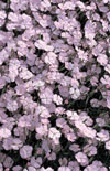 Click here to view product