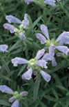Click here to view product