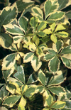 Click here to view product