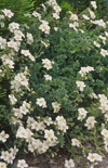 Click here to view product
