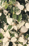 Click here to view product