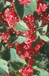 Click here to view product