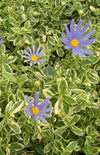 Click here to view product