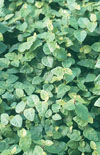 Click here to view product