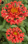 Click here to view product