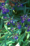 Click here to view product