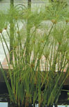 Click here to view product