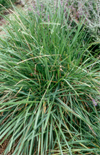 Click here to view product
