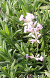 Click here to view product