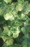 Click here to view product