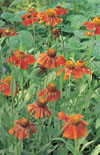 Click here to view product