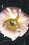 Click here to view product