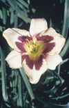 Click here to view product