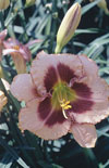Click here to view product