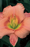 Click here to view product