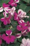 Click here to view product