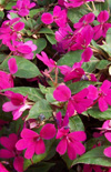 Click here to view product