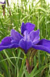 Click here to view product