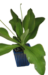 Click here to view product