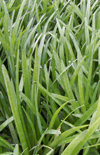 Click here to view product