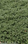 Click here to view product