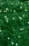 Click here to view product