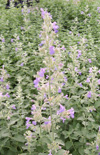 Click here to view product
