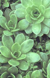 Click here to view product