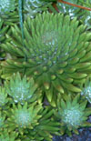 Click here to view product