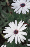 Click here to view product