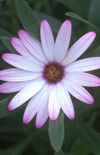 Click here to view product
