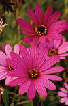 Click here to view product