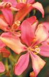 Click here to view product