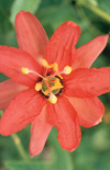 Click here to view product