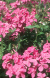 Click here to view product