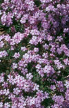 Click here to view product