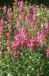 Click here to view product