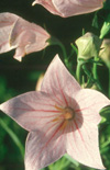 Click here to view product