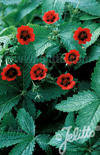 Click here to view product