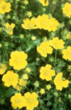 Click here to view product