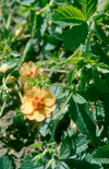 Click here to view product