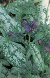 Click here to view product