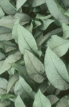 Click here to view product