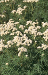 Click here to view product
