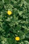 Click here to view product