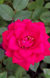 Click here to view product